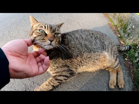 橋を渡ろうとしたら、人懐っこいキジトラ猫が甘えてきた(YouTube)
