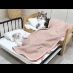 徹夜で仕事してたら猫たちが先にベッドでこうなってました…(YouTube)