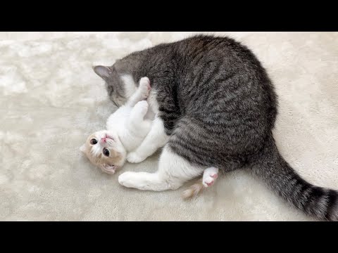 生まれて初めて兄にグルーミングされたときの子猫の反応がかわいすぎた…笑(YouTube)