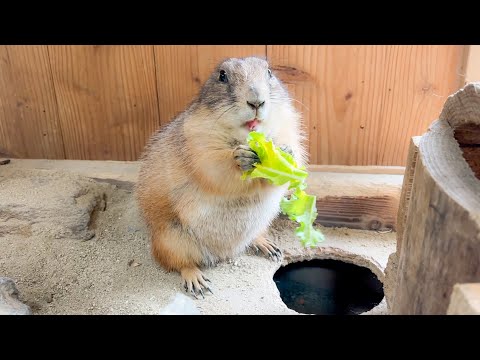 あまりの美味しさに驚いたふわふわな生き物【プレーリードッグ】(YouTube)
