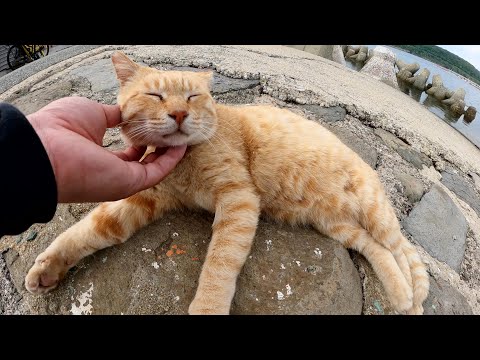 海辺でリラックスしていた茶トラ猫と三毛猫をナデナデする(YouTube)