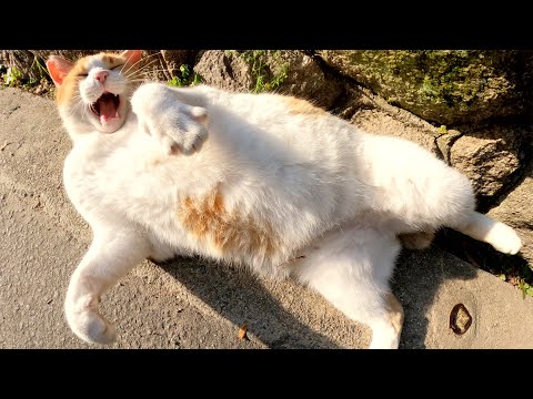 公園の広場でプクプクと太った猫達がお腹を丸出しにして歓迎してくれた(YouTube)