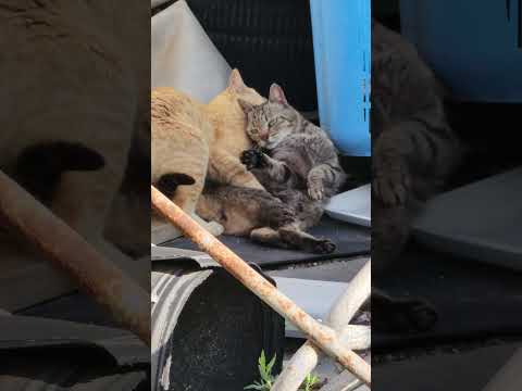 キジトラ猫が茶トラ猫に拉致られそうになるw(YouTube)