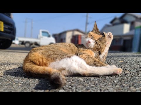 感動猫動画 のライブ配信(YouTube)