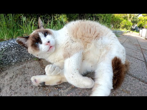 タヌキのようなシャム猫が体を丸めてリラックスしていた(YouTube)
