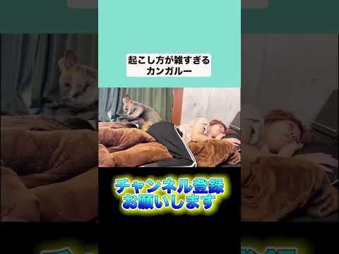 カンガルーの起こし方が雑すぎる件#shorts(YouTube)