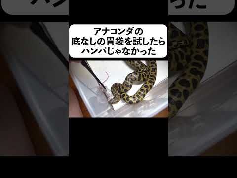 アナコンダの底なしの胃袋を試したらハンパじゃなかった#shorts(YouTube)