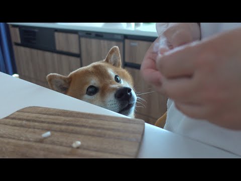 柴犬ハチに痒み止めの薬をあげると起きること。(YouTube)