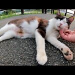 ウォーキングコースで寝転んでいたハチワレ猫をナデナデする(YouTube)