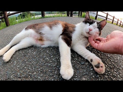 ウォーキングコースで寝転んでいたハチワレ猫をナデナデする(YouTube)