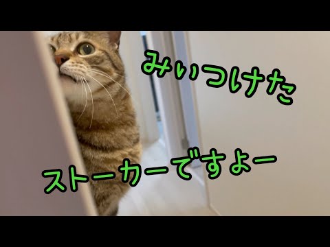 猫からのストーカー被害に遭っています。(YouTube)