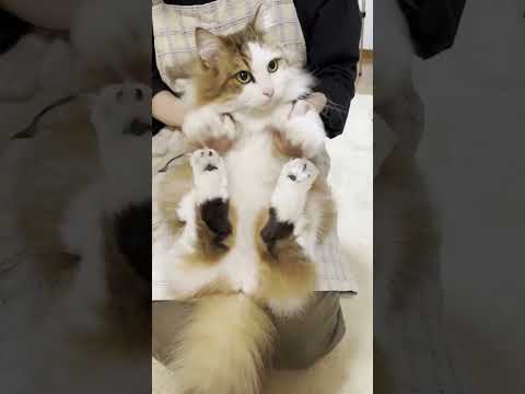 あんまり楽しくないなぁ～(YouTube)