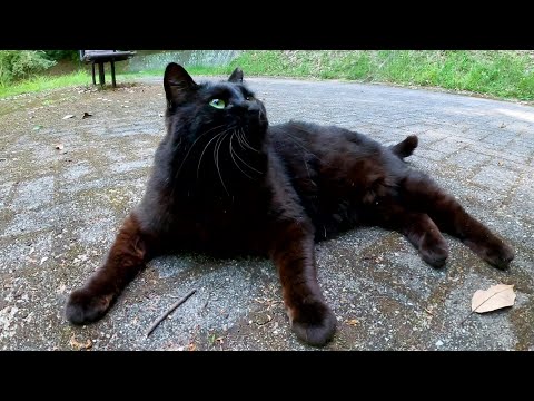 黒猫が足元でコテンと寝転んで通行を妨害してきた(YouTube)
