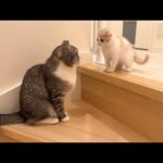 階段が怖くて降りられない子猫を見た兄猫がこうなりました…(YouTube)