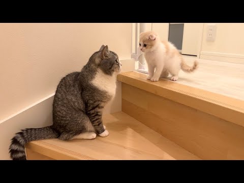 階段が怖くて降りられない子猫を見た兄猫がこうなりました…(YouTube)