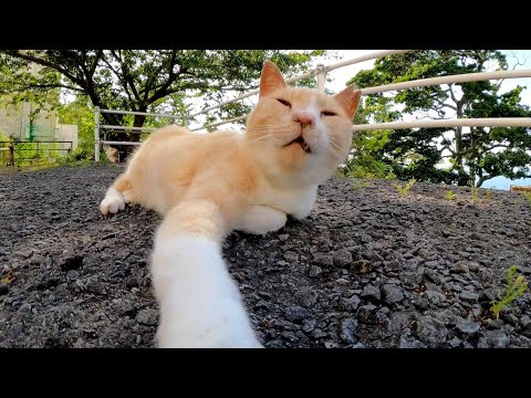 【今週のボツ動画】今週撮った短い未公開動画まとめて公開-unreleased video of this week-2023/5/4w(YouTube)