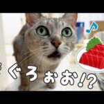 マグロの日は数時間前から鳴きまくる猫マロちゃん(YouTube)