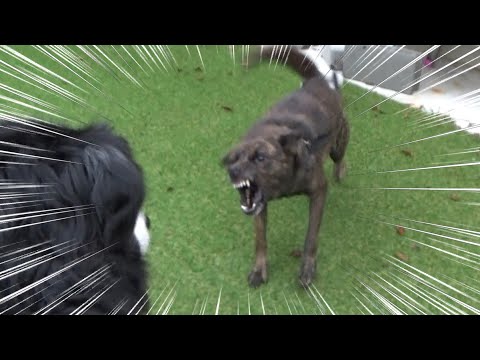 飼い主が逮捕されて犬を預かったら大変な事に・・(YouTube)