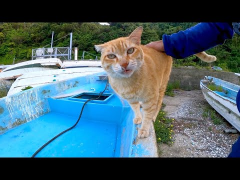 漁港の船の墓場にいた茶トラ猫、近くに行くと撫でられに寄ってきた(YouTube)