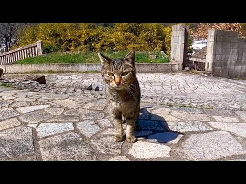 崖の上のお寺に行くと猫がいて癒やされる(YouTube)