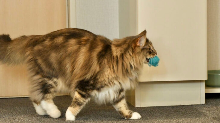 【ダブル回収ねこ】2個のキャップを同時にくわえて運ぶ猫が器用すぎる→持ってこい遊びが大好きな茶トラ猫だった(ブログ)