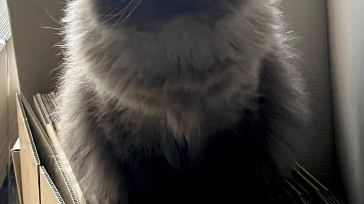 悪霊が乗り移ったのか…？魂が抜けてしまったような猫の姿がホラーすぎる→プロ雀士に溺愛されている美猫ちゃんと判明(ブログ)