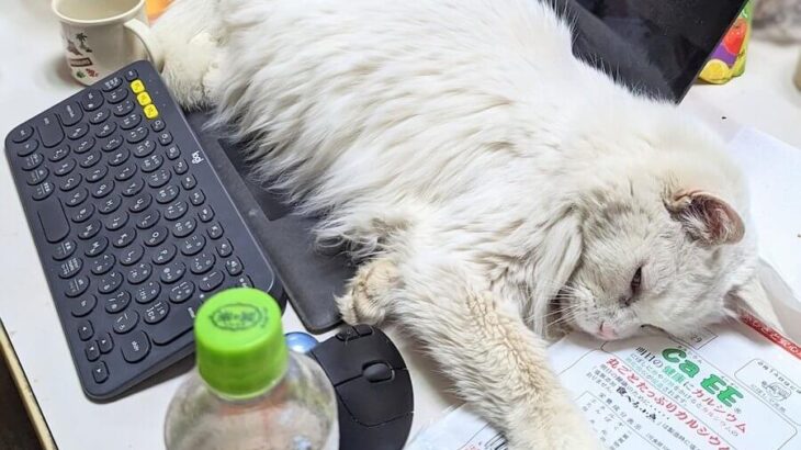 【衝撃の発明品】猫に作業を邪魔される幸せを追求した結果→自宅でネコハラ無限マシンを作ってしまった猛者が現れる(ブログ)