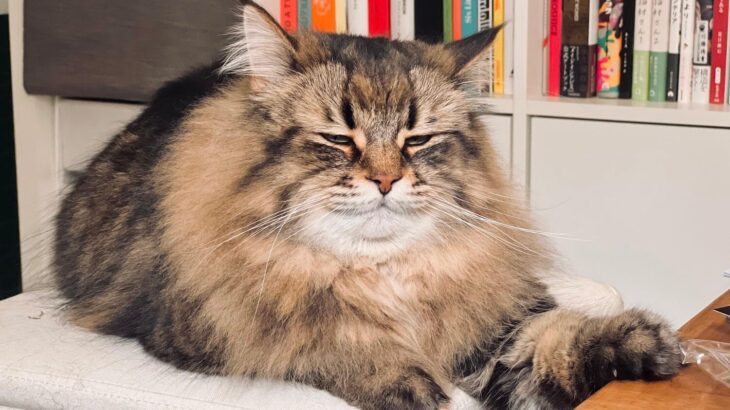 【値落ち寸前の猫】眠いのを必死に我慢して飼い主さんを見守るネコの表情が可愛すぎると話題に→その健気な理由にキュンとする(ブログ)