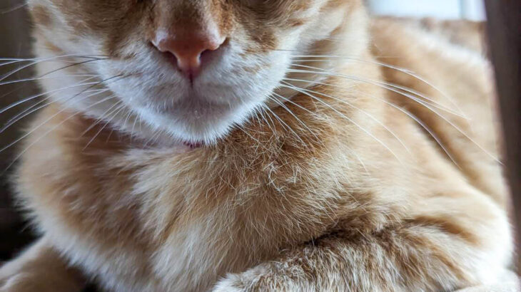 夢から覚めた猫の顔にビックリ！表情が個性的すぎてマンガに出てきそう→母猫と優しい家族に囲まれて暮らす愛され猫ちゃんだった(ブログ)