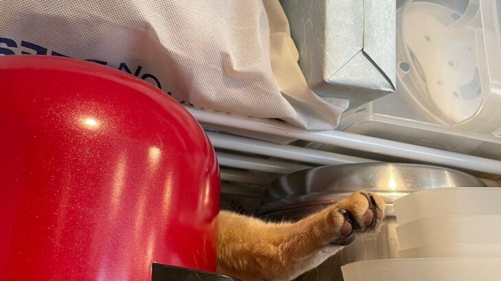 【猫神家の一族】冷蔵庫の上からヌッと出ているのは猫の足→恐怖の事件…ではなく、お気に入りの場所で爆睡中の猫ちゃんだった(ブログ)