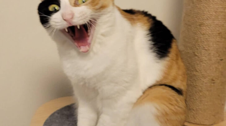 バカにされてる感がハンパない！爆笑しているような三毛猫の表情が迫力満点→普段はキリッと凛々しい女将風の猫だった(ブログ)