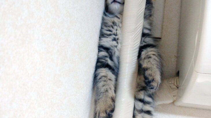 こんなの見たらビビるわ！エアコンの配管に挟まっている猫を発見→降りられないのかと思いきや…気持ちよく寝ている大胆な猫ちゃんだった(ブログ)