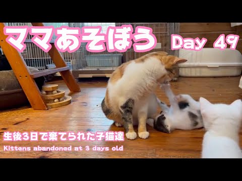 ママあそぼ！生後3日で棄てられた子猫達 Kittens abandoned at 3 days old Day 49(YouTube)