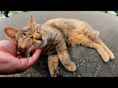 地面にゴロンと寝転がってナデナデを要求してくるムギワラ猫(YouTube)