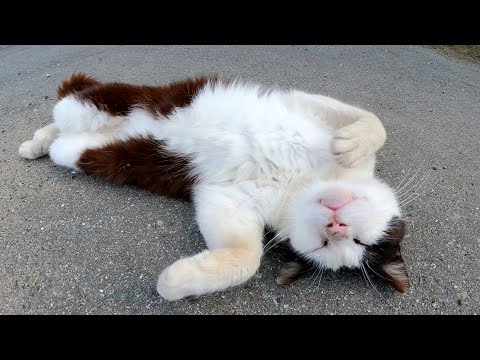 無防備すぎるポーズで爆睡するハチワレ猫(YouTube)
