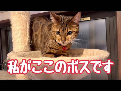 実家到着3秒で実家ボス猫に就任するうちの女王猫(YouTube)