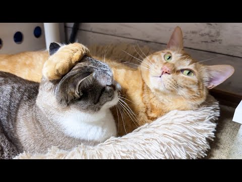 それ違うー！甘えたかった妹猫の誤算(笑)(YouTube)