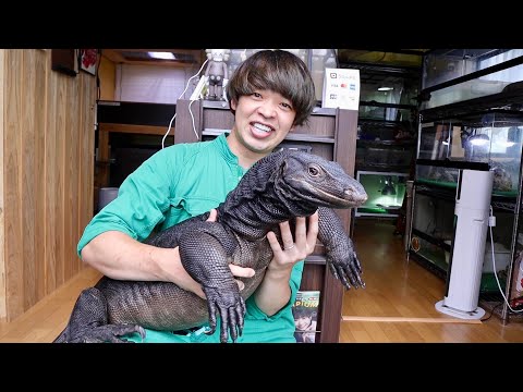 巨大トカゲを飼育する犬猫ブリーダーの家がヤバすぎた(YouTube)