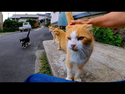 漁港の街の路地裏を歩くと猫が集まってきた(YouTube)