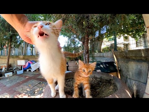広場の片隅にある猫の家に行くと子猫が沢山いて癒やされる(YouTube)