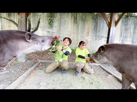 バクの愛情表現が力技すぎたww(YouTube)
