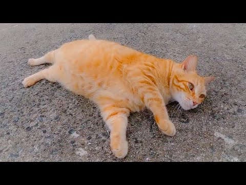 防波堤に上ったら野良猫がいたのでナデナデすると足元に擦り寄ってきてカワイイ(YouTube)