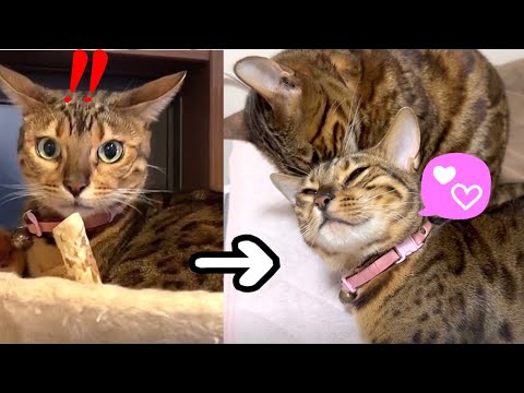 実家に怯えるお嬢猫がママ猫に甘えまくっております(YouTube)