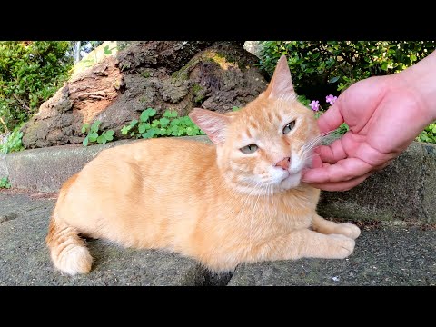 茶トラ猫をモフっていたら、他の猫達が物陰からこちらを覗いていた(YouTube)