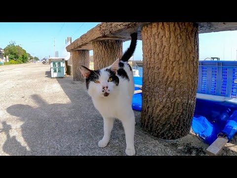 漁港のベンチに座ると猫が集まって楽しい(YouTube)