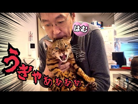 実家に猫を連れて帰ったらオトンの餌食になりました(YouTube)