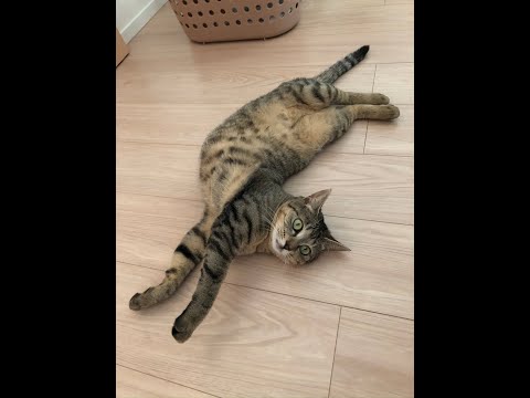 【猫動画】のびのびニャンコ！！〜にゃんともパレード〜#猫動画#猫#279(YouTube)