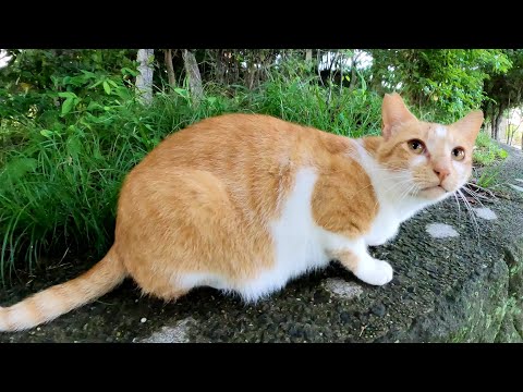 人見知り過ぎる茶シロ猫が少しだけ心を開いてくれた(YouTube)