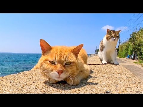 猫島の防波堤に集まる猫たちがカワイイ(YouTube)