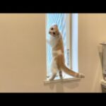 外に脱走しようとしてたら見つかっちゃった子猫の反応がかわいすぎたw(YouTube)